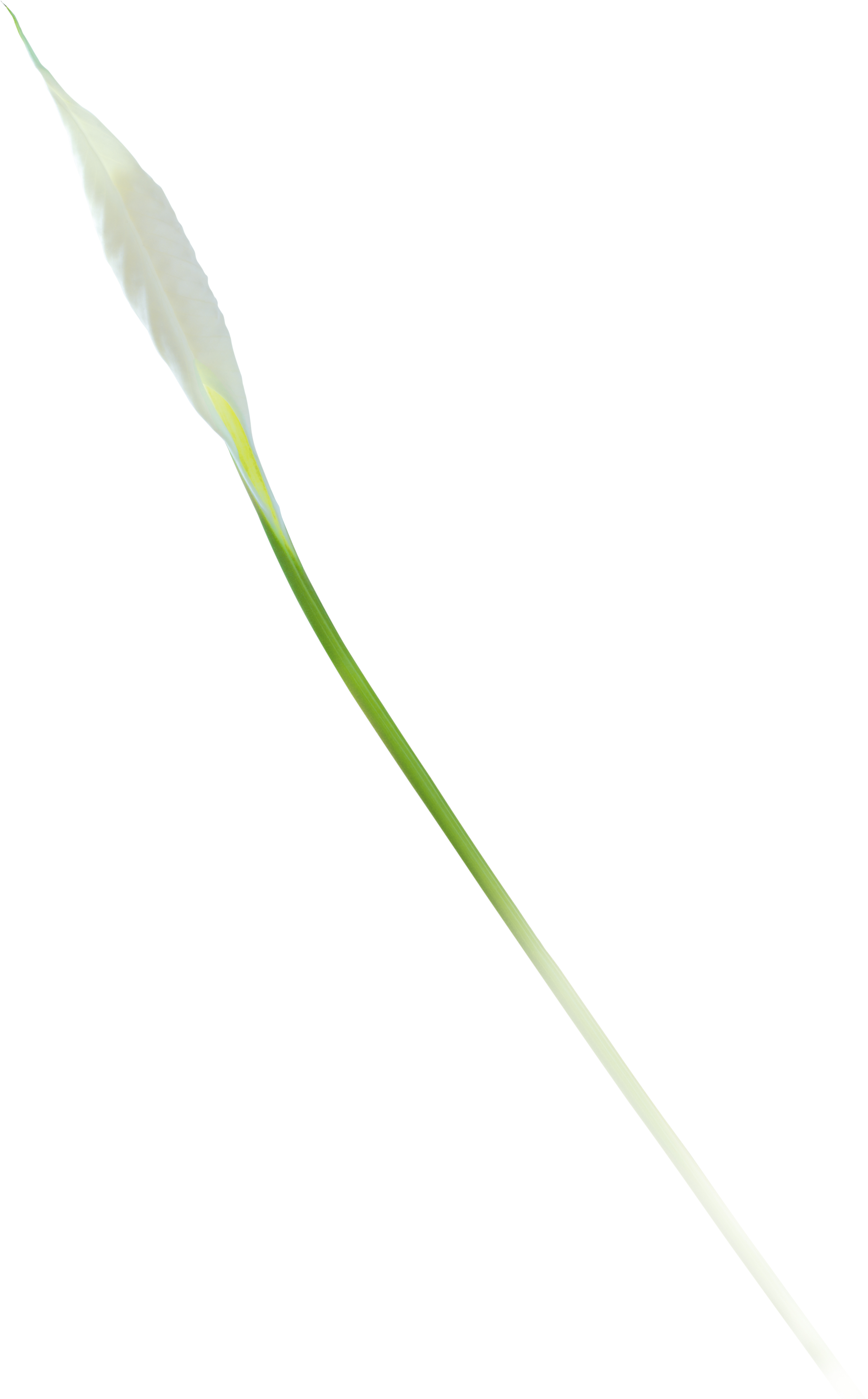 Cellule Hana Umami Black – Image 9